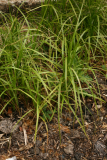 Carex muskingumensis 'Oehme' RCP 5-2014 255.JPG